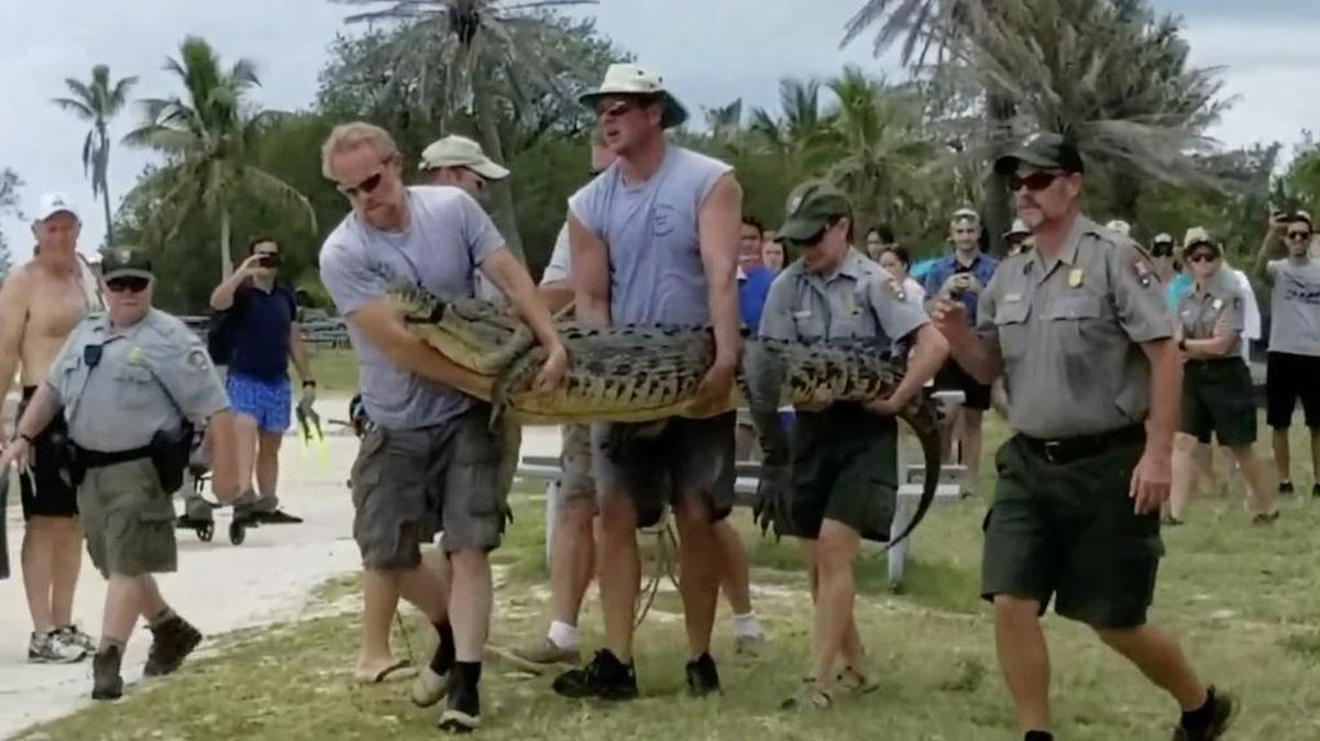 Guardaparques y personal del Parque Nacional Dry Tortugas trasladan a Cleatus, el cocodrilo americano que vivió en este lugar por 14 años, el domingo 14 de mayo de 2017. Cleatus fue reubicado en el Parque Nacional Everglades.