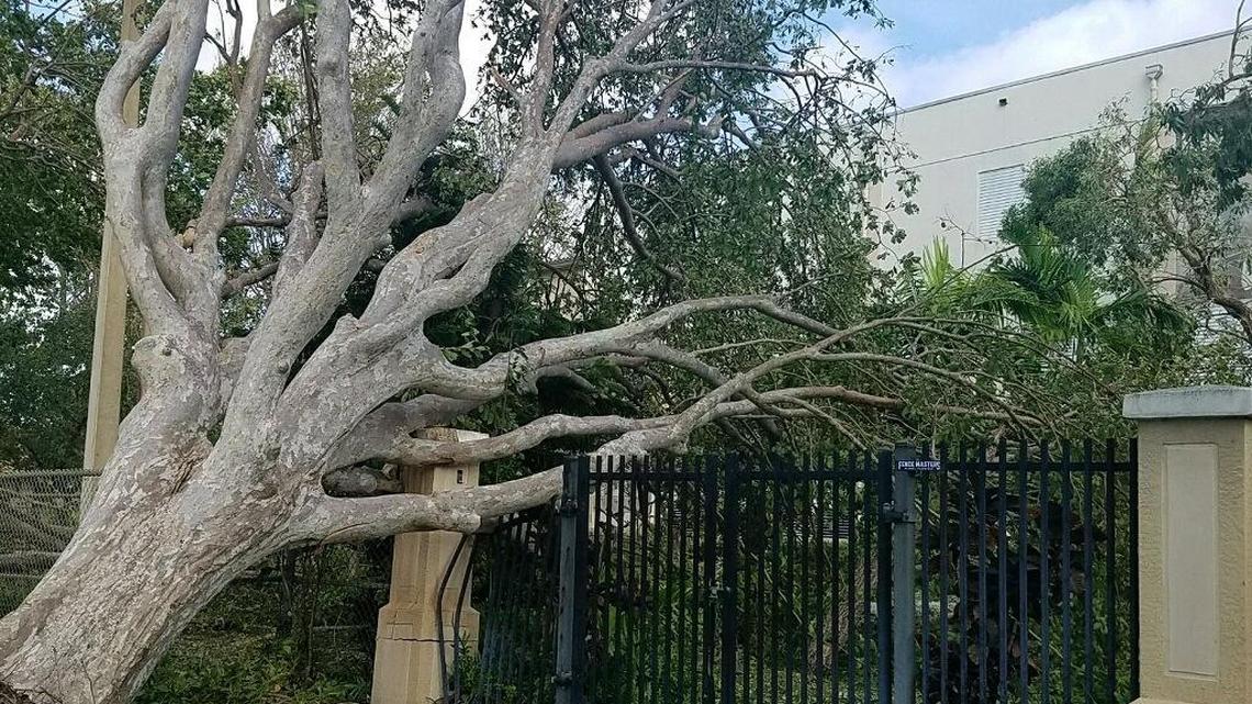 Árboles caídos sobre muros y rejas en Shenandoah Middle School, en Southwest 19th Street en Miami, son algunos de los estragos del paso del huracán Irma por el sur de la Florida el fin de semana.