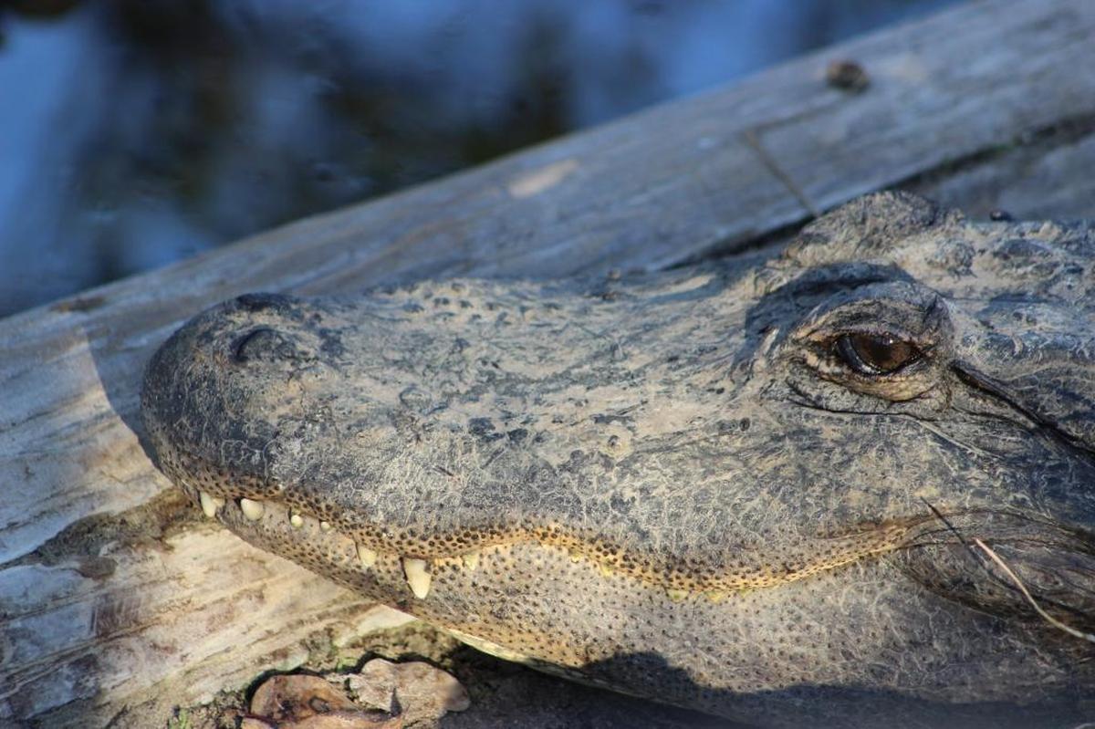Los cocodrilos conviven en los Everglades con especies invasivas como las serpientes pitón.