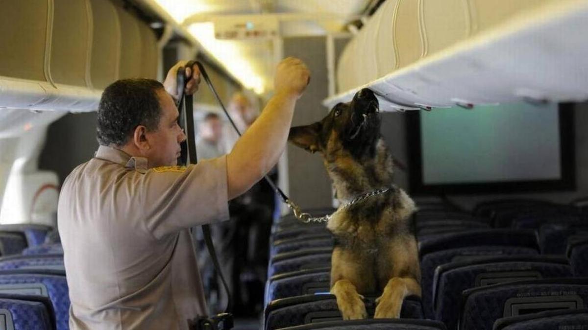 Un oficial de la Policía y un perro revisan un avión en el Aeropuerto Internacional de Miami.