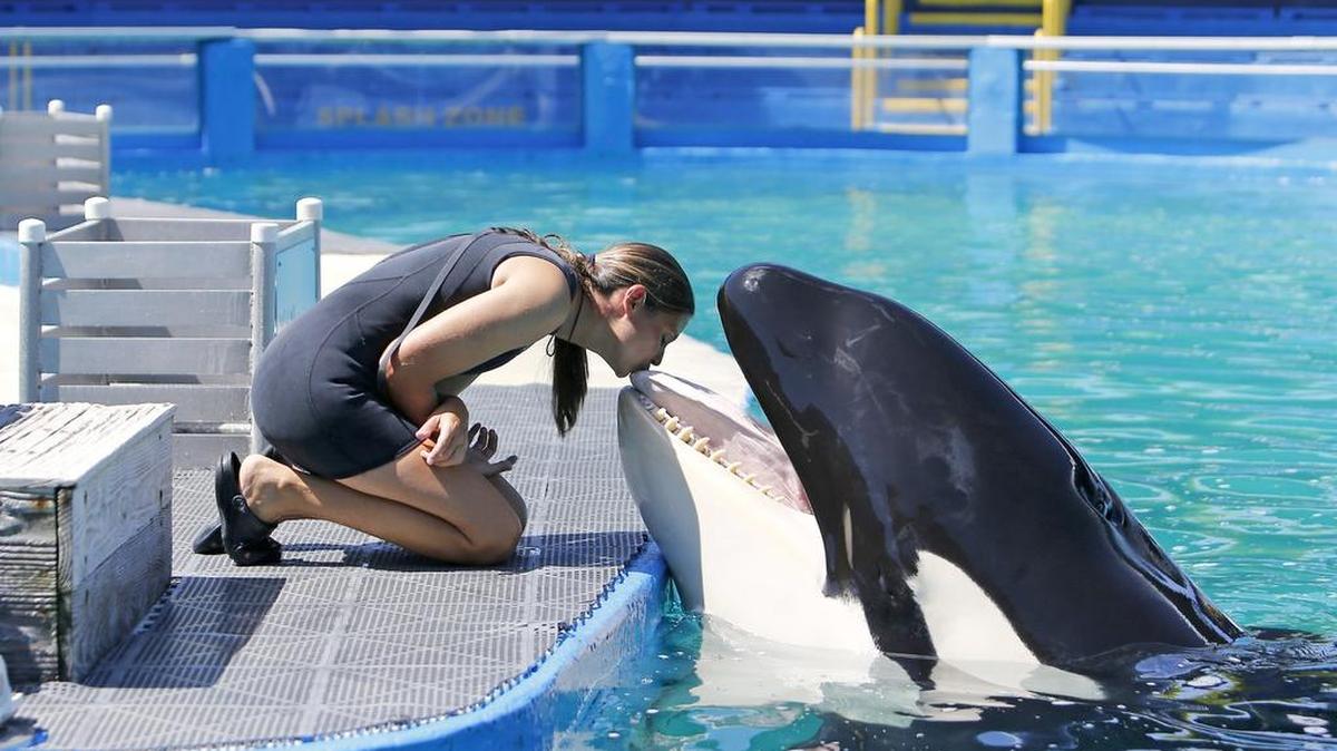 Marni Wood, entrenadora de animales del Miami Seaquarium, le da un beso a Lolita el pasado 30 de agosto.