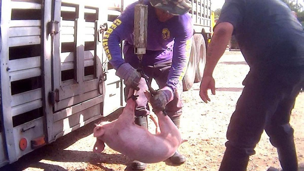 Dos Trabajadores del matadero ilegal Coco Farm fueron fotografiados manipulando a un cerdo.