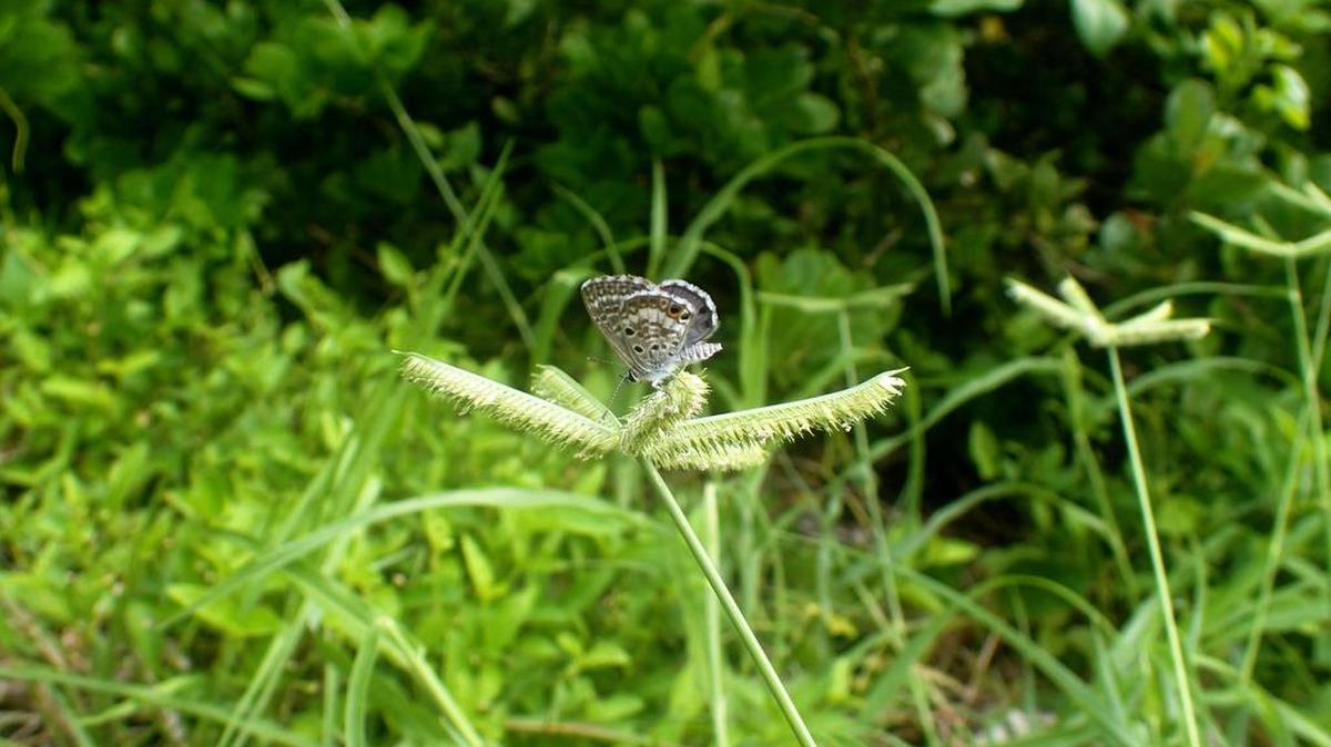 Fotografía sin fecha, cedida hoy, sábado 4 de noviembre de 2017, por el Museo de Historia Natural de la Florida, de una mariposa azul de Miami, uno de los insectos más escasos de Estados Unidos y que en las últimas décadas ha visto reducirse su hábitat, está dando la pelea para sobrevivir ayudada por científicos del Museo de Historia Natural de Florida.