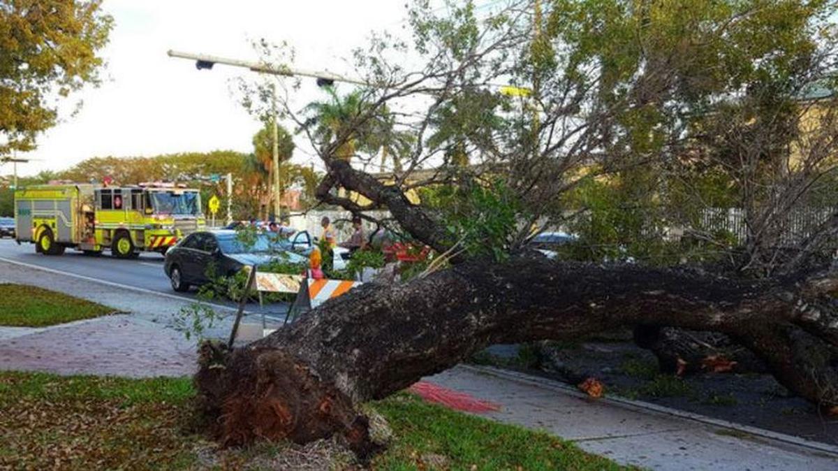 El gran árbol cayó sobre un vehículo en el noroeste de Miami-Dade.