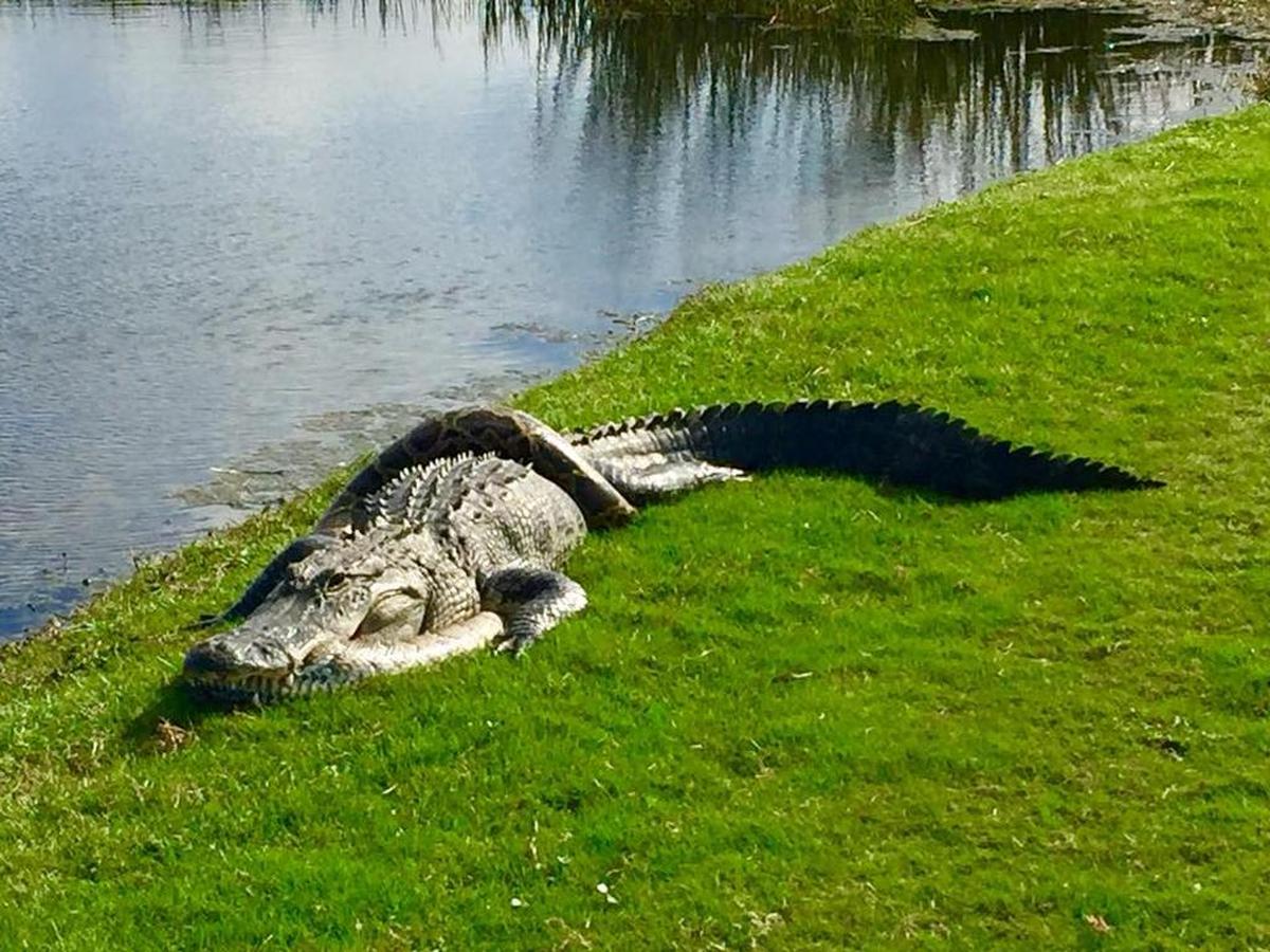 Un caimán con una pitón birmana entrelazada en el campo de golf en Fiddler’s Creek en Naples, Florida.