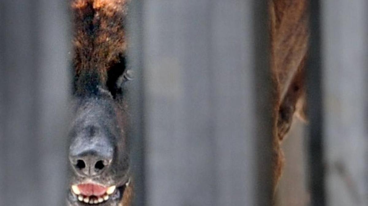 El ataque de un pit bull envió al hospital a cuatro personas.