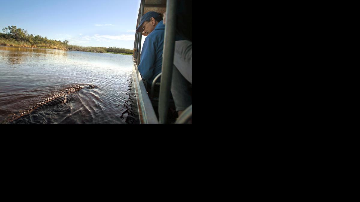 
Pasajeros a bordo del bote de aire ‘Stump Thumper’, encuentran a un cocodrilo de siete pies durante su paseo por los Everglades.
