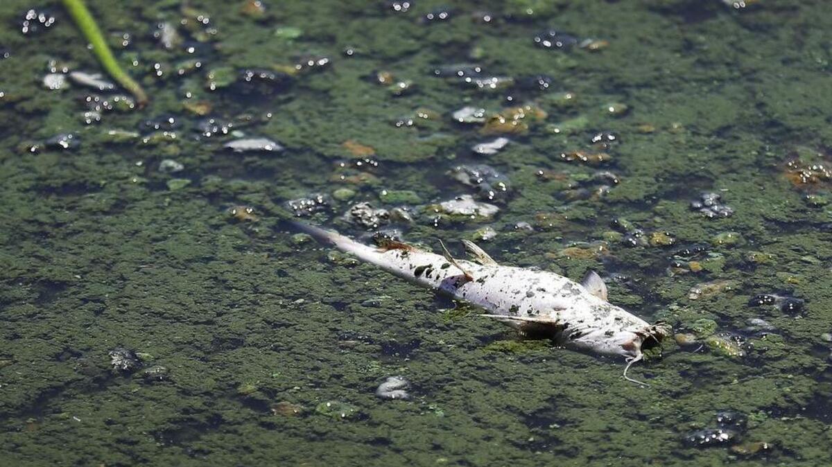 El gobernador de Florida, Rick Scott, declaró en junio el estado de emergencia en los condados de Saint Lucie y Martin, como consecuencia del brote de estas algas verdes destructoras del frágil ecosistema de los estuarios.