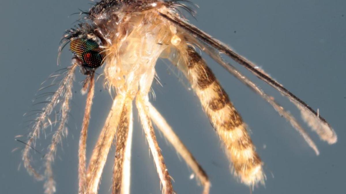 Investigadores descubrieron el mosquito tropical Culex panocossa, en octubre en el sur de la Florida y es conocido por transmitir el virus Everglades una enfermedad que causa sintomas similares a la gripe o más serio como la encefalitis.