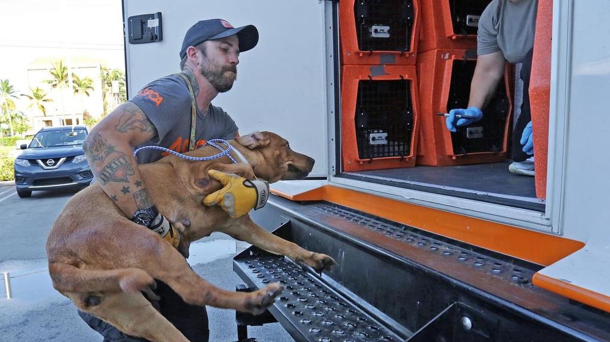 Chris Broughton, de ASPCA monta a un perro en el vehículo de Rescue Ride que lo llevará al refugio de animales de Duncan, Carolina del Sur.