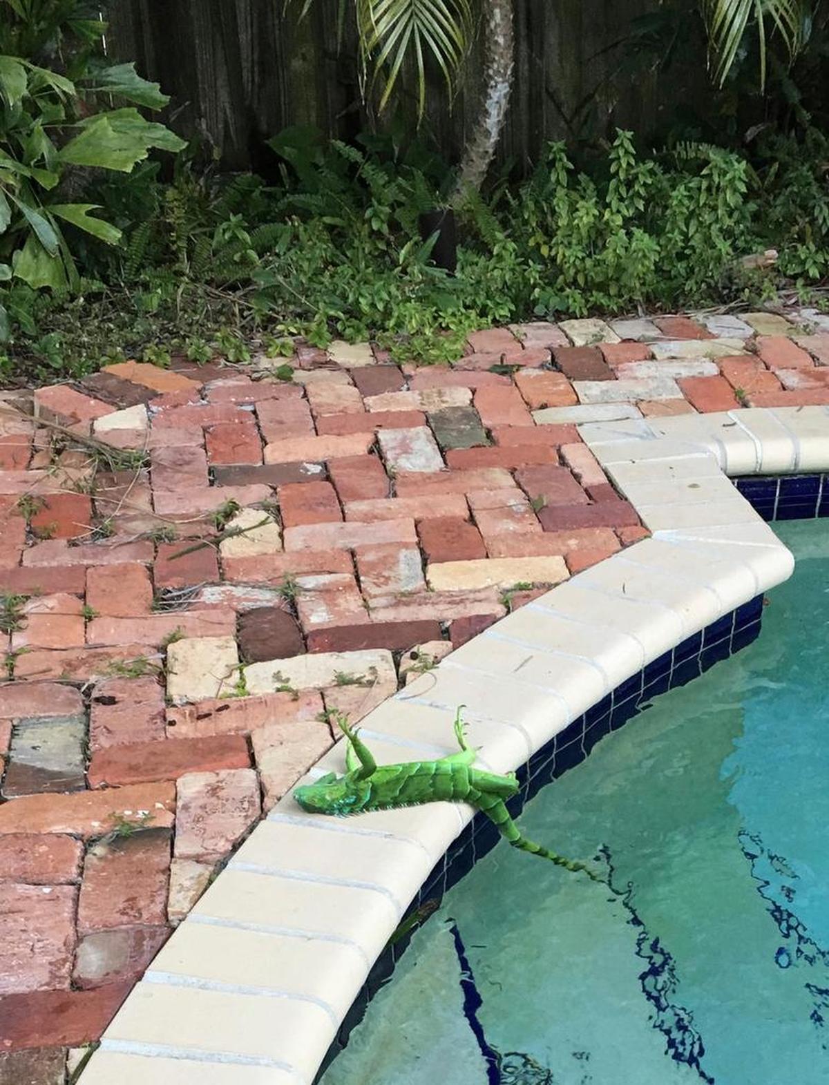 Una iguana congelada cerca de una piscina en una casa de Boca Raton, Florida, el 4 de enero del 2018.