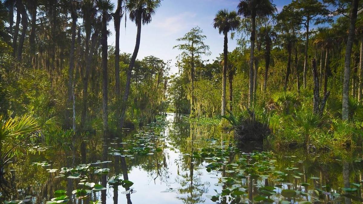 Parte de la Reserva Nacional Big Cypress donde realizará exploraciones una petrolera de Texas.