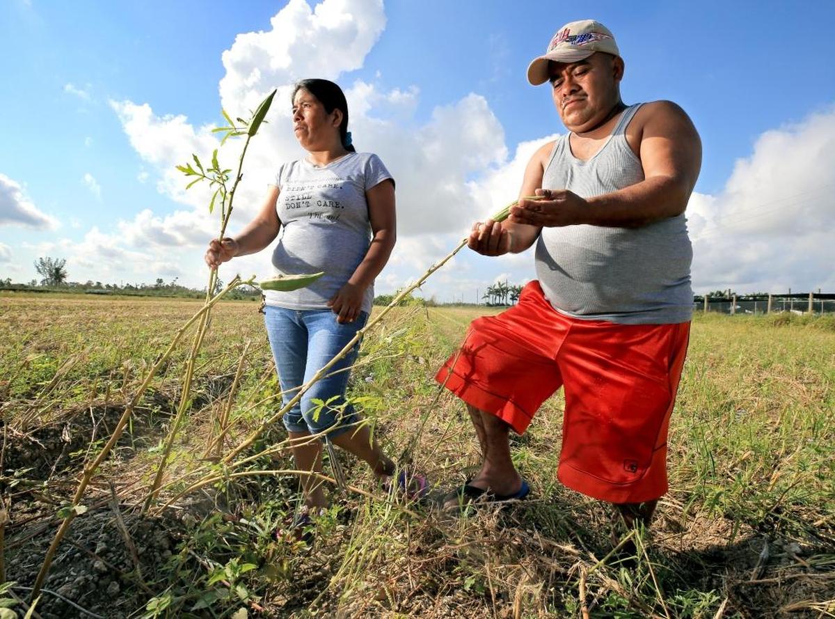 Epifanía Bautista y Vicente Cruz, de Oaxaca, México, trabajaban cosechando okra en una pequeña finca familiar a unas 10 millas de su casa, en el complejo de viviendas para campesinos Everglades.