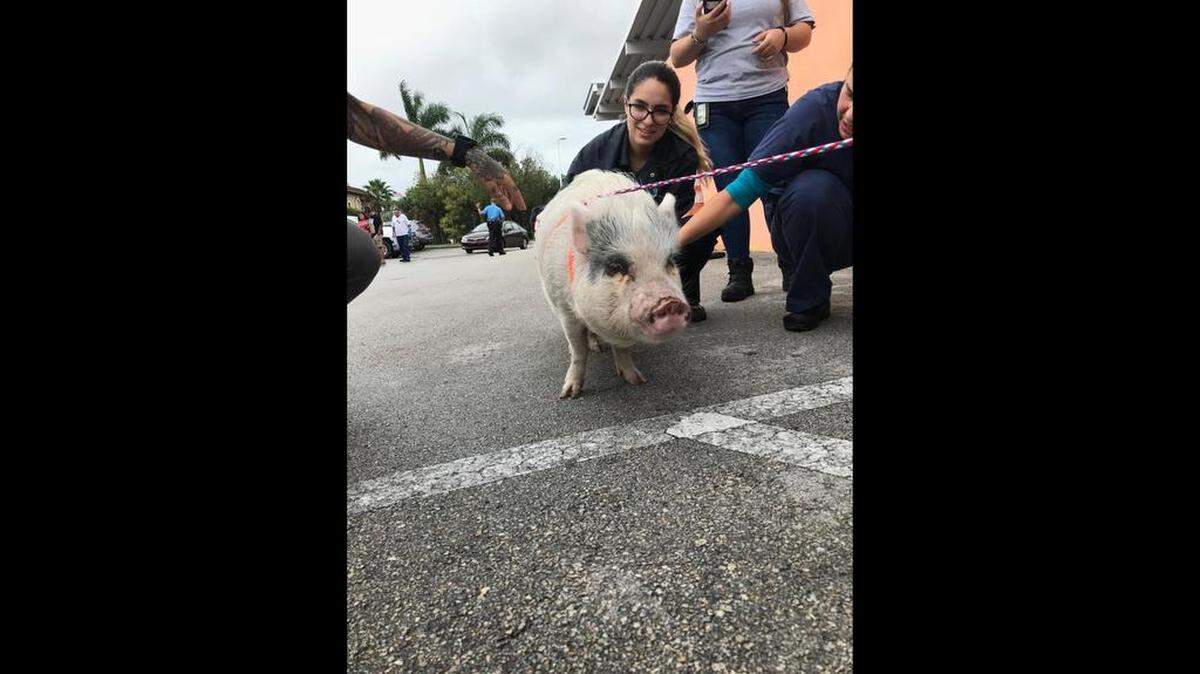 Trabajadores de Miami-Dade Animal Services reúnen a Luna con sus dueños.