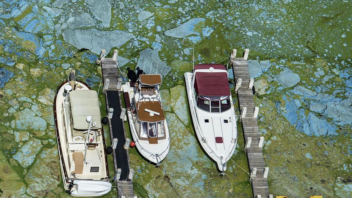 Botes atracados en Central Marine en Stuart aparecen rodeados por una capa de algas verde-azules en esta foto de junio del 2016.