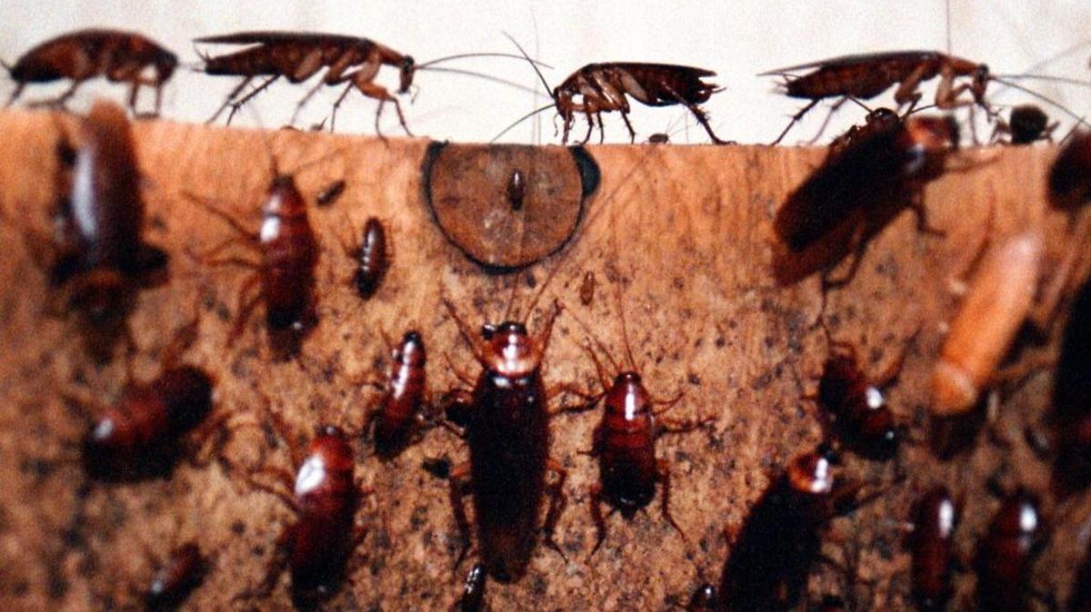 La cucaracha americana en muy común en el sur de la Florida.
