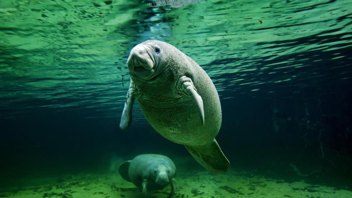 Un manatí y su cría en Crystal River, al oeste de la Florida.