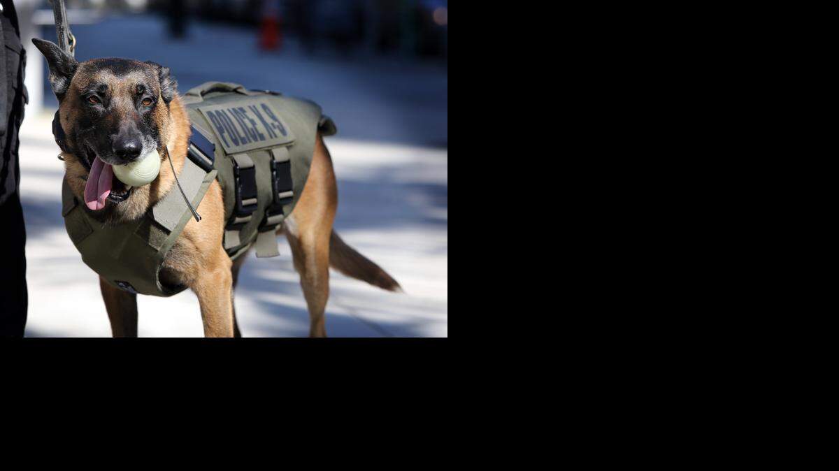 
El oficial Boss de la Unidad K-9 de la Policía de Miami, está listo para ir a trabajar con su flamante chaleco antibalas, el viernes, obsequio de de varias compañías interesadas en su bienestar. 


