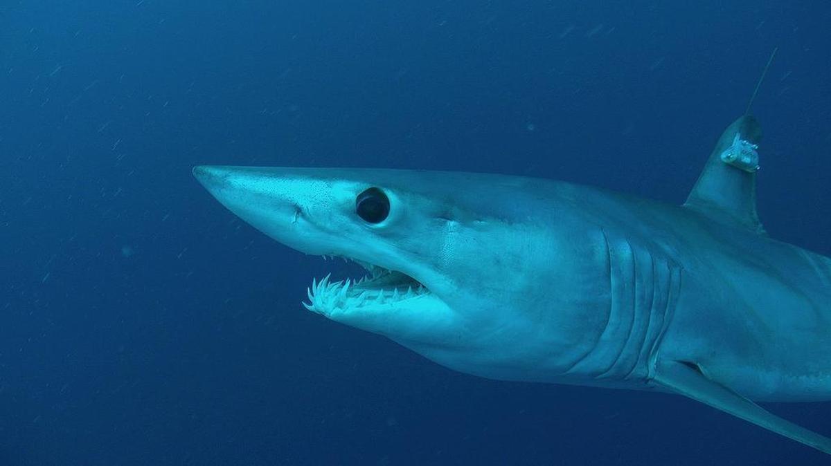 Un tiburón “mako”, especie similar a sus congéneres “Trump” y “Clinton” que compitieron en aguas del Atlántico.
