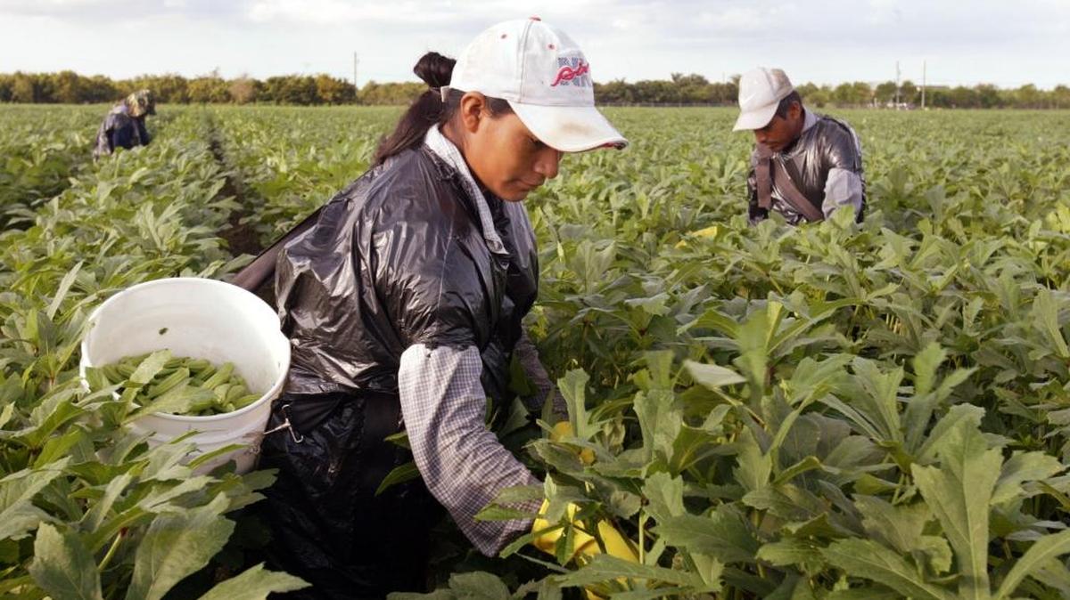 Jornaleros mexicanos trabajan en el sur de Florida. La deserción escolar es elevada en el centro centro del estado, donde labora un buen número de trabajadores que, sin permiso de residencia ni trabajo, recogen frutas y verduras.
