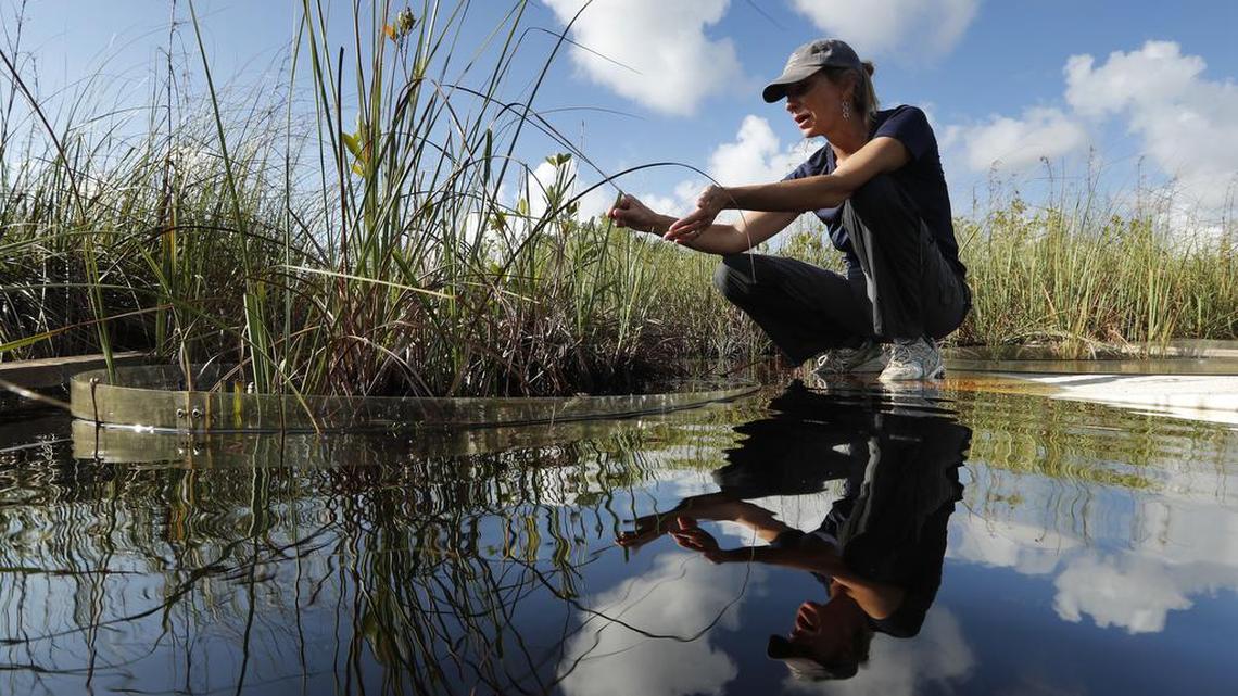 In this Oct. 21, 2019, photo, Tiffany Troxler, research scientist and professor at Florida International University, walks on a boardwalk at a wetlands research site at Everglades National Park near Flamingo, Florida. She was studying the wetlands ecosystem and its relation to sea level rise.