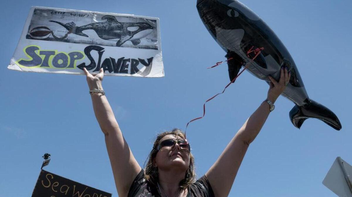 
Unas 40 personas protestan frente al Miami Seaquarium en Key Biscayne este domingo, pidiendo la liberación de la orca Lolita. La orca fue capturada en 1970 en la costa del estado de Washington.
