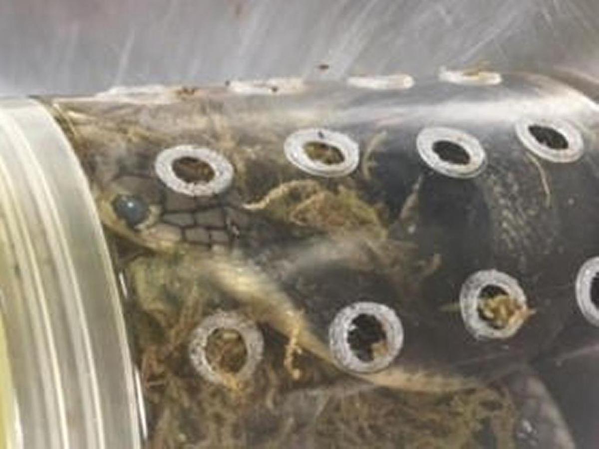Cinco cobras reales vivas fueron encontradas en un paquete que había sido enviado desde Hong Kong.