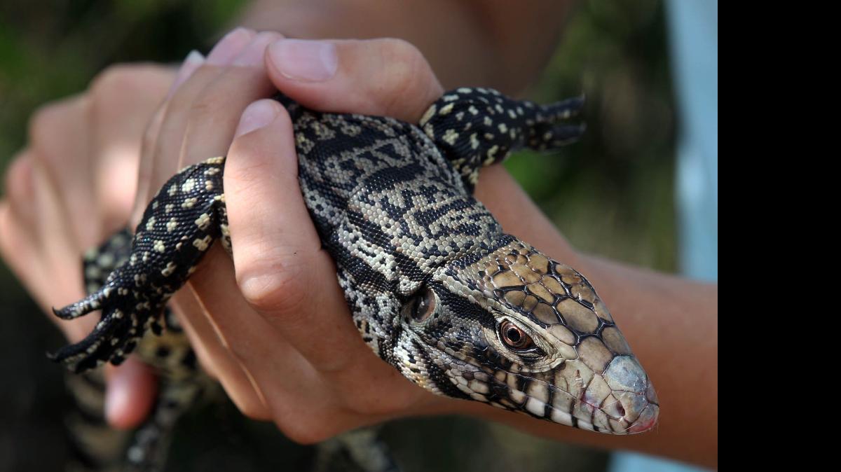 
La bióloga Lindsey Garner, de la Universidad de la Florida, muestra un ejemplar de un teguas capturado al sur de los Everglades.


