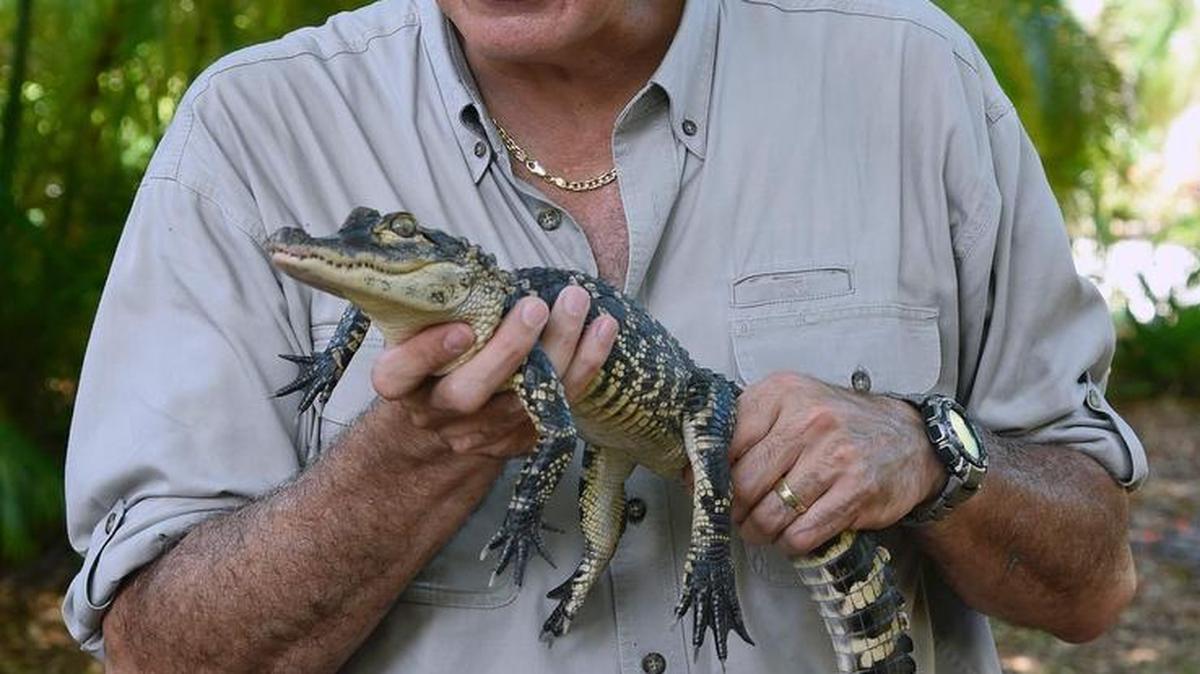 Lo que está sucediendo, según Ron Magill, portavoz del Zoológico de Miami y experto en comportamiento animal, es que humanos y caimanes estamos compartiendo territorio en Florida como nunca antes.
