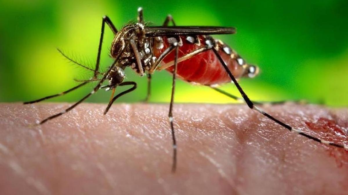 Una hembra de Aedes aegypti puede transmitir los virus del zika, dengue, chikungunya y fiebre amarilla, entre otros.