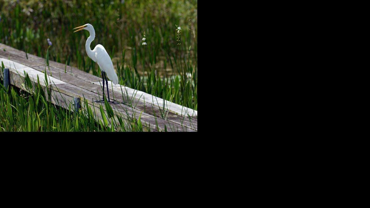 
El ambientalista Philippe Cousteau y el equipo de EarthEco visitan desde este martes hasta el sábado los cayos y la zona pantanosa de los Everglades para evaluar el impacto de la contaminación.
