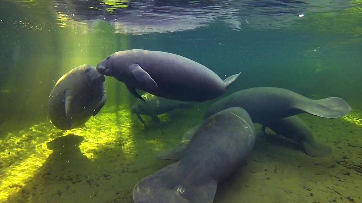 Varios manatíes se refugian en las cálidas aguas de Blue Springs, cerca de Orlando, en el 2012.