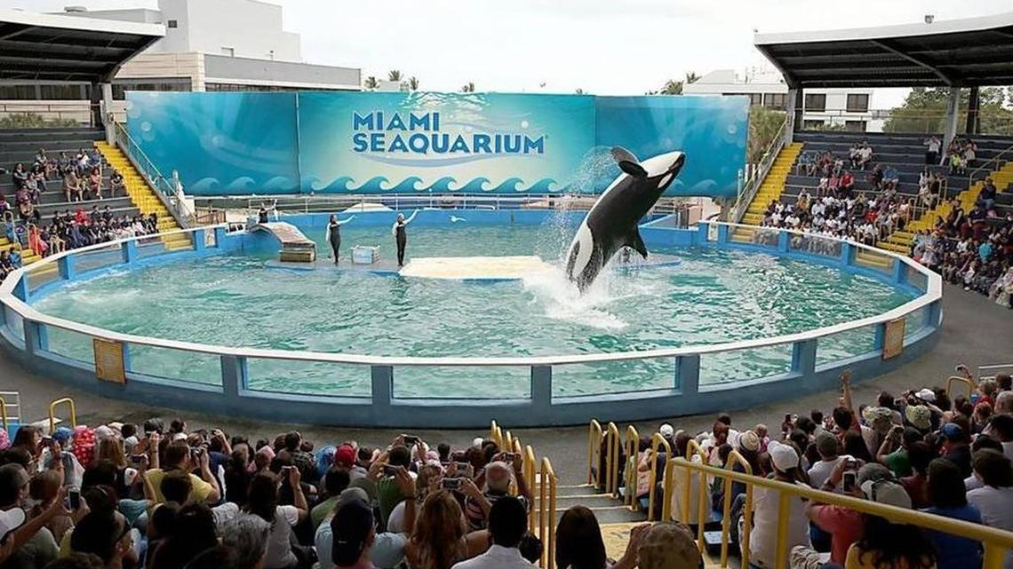 Lolita the orca has been living in a tank at Miami Seaquarium for half a century.
