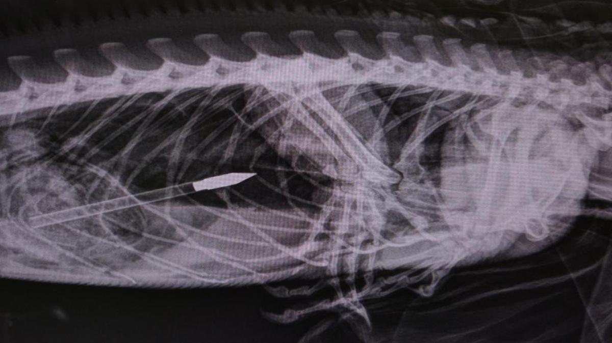 Esta imagen de rayos X muestra una de las flechas que alcanzó a penetrar el estómago de una iguana que fue rescatada y operada el miércoles en Broward.