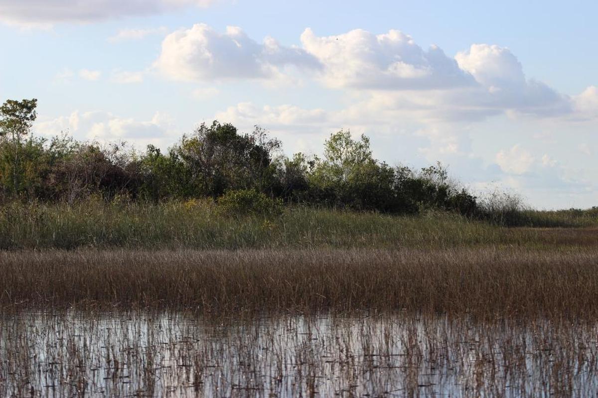 Los científicos prevén que para 2100 el nivel del mar alcanzará casi dos metros de altura, inundando progresivamente los humedales del sur de Florida.