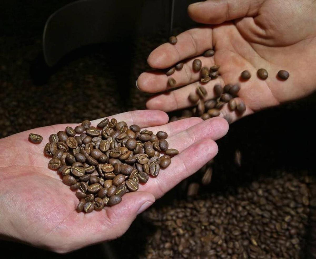 Sergio Boppel, fundador de Great Circle Coffee, una tostadora de café gourmet en el Pequeño Haití, verifican granos recién tostados.