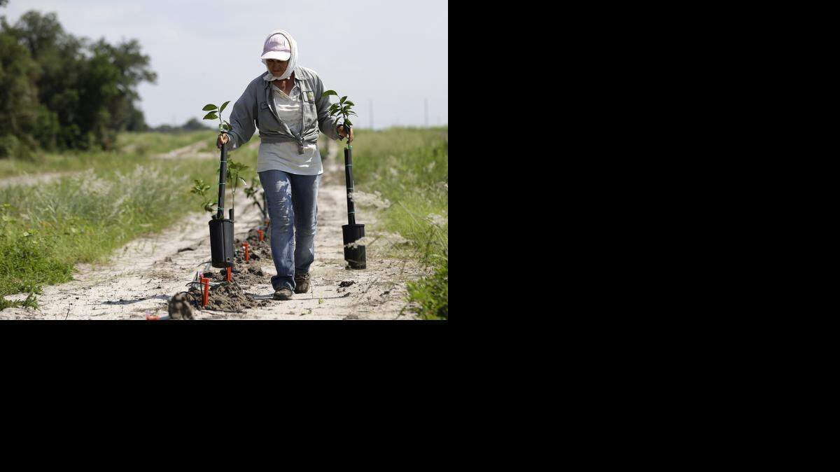 
Un obrero siembra posturas de cítricos en las tierras de la familia Hunt en Lake Wales. La emblemática industria floridana está amenazada por una plaga terrible.
