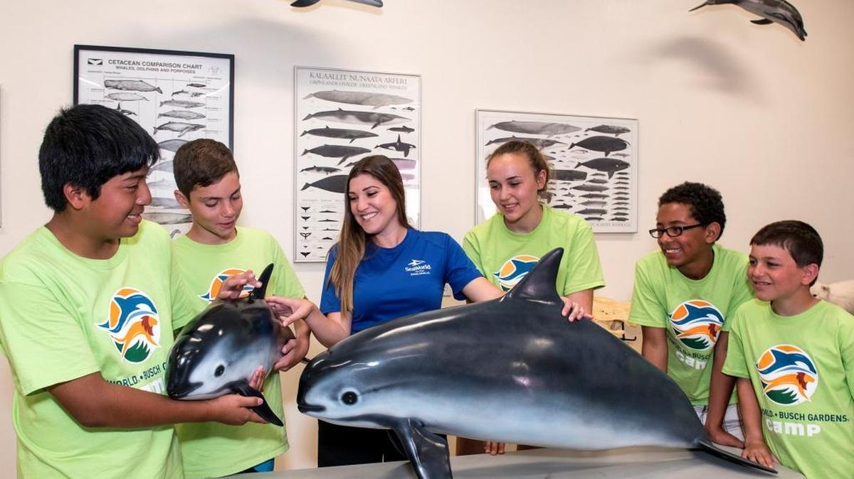 SeaWorld y el reconocido artista Guy Harvey recaudarán fondos para crear concientización y apoyar el esfuerzo internacional para proteger la amenazada vaquita marina, una de seis especies de marsopa.