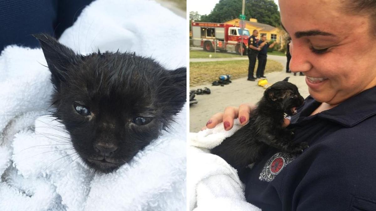 ‘Smokey’, el gato rescatado por los bomberos de Miami, junto a un miembro del equipo de paramédicos que asistieron al pequeño felino.