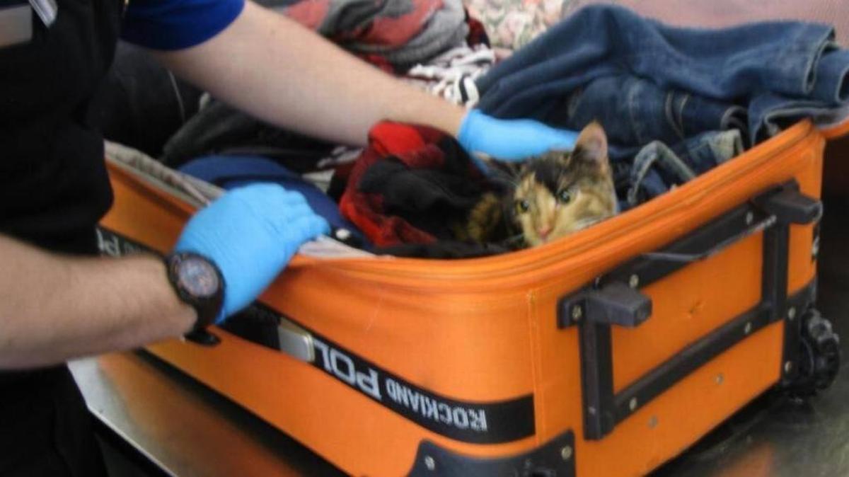 Una pareja de Florida enfrenta cargos por crueldad hacia los animales al tratar de transportar un gato en la maleta.