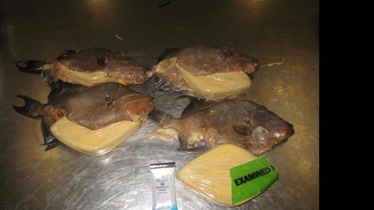 
La imagen muestra cuatro pescados fritos con la bolsa de cocaína que llevaban en su interior; éstos eran parte del equipaje de un viajero que venía vía Jamaica. 
 de los pescados fritos donde se ocultaba cocaína que transportaba en su equipaje un viajero que llegó el fin de semana desde Jamaica. La cocaína se encontraba en bolsas dentro de los estomagos de algunos de los pescados cocinados.
