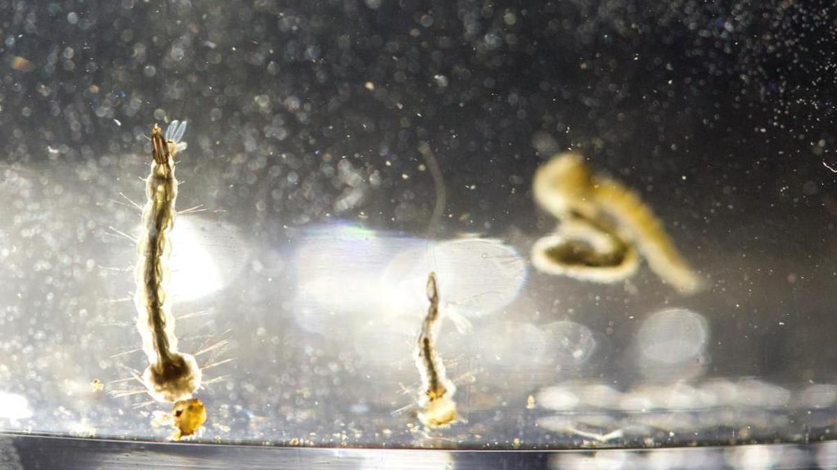 Larva de un Aedes Aegypti el miércoles en un contenedor en la Oficina de Control de Mosquito de Florida. El insecto también puede transmitir el virus del zika a sus huevos y larvas, según un estudio.