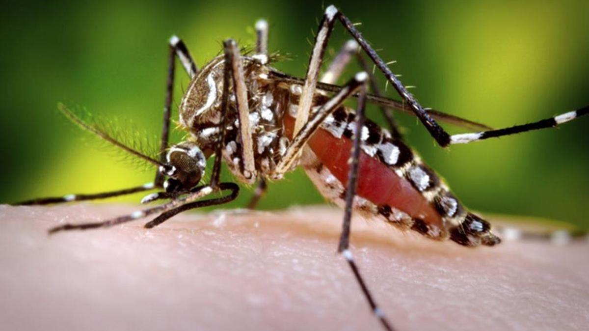El mosquito Aedes aegypti puede infectar a los seres humanos con el virus de Zika.