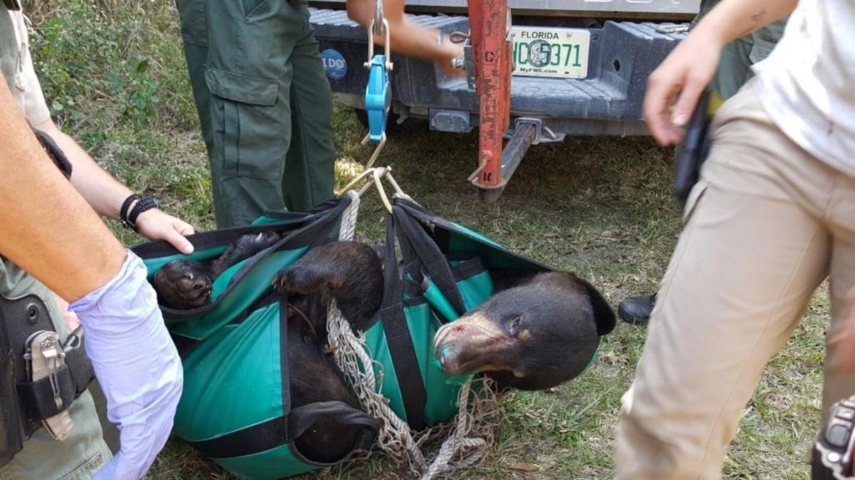 Un oso negro fue capturado el miércoles en las áreas verdes de la Escuela Primaria Three Oaks en Fort Myers, al suroeste de la Florida.