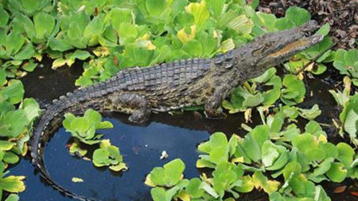 Este reptil se podría sentir a sus anchas en los humedales de Florida y en toda la costa estadounidense del Golfo de México, donde el hábitat es similar al de su hogar en África. AP-Archivo