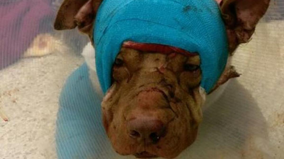 Veterinarios de la Clínica Hollywood Animal intentaron salvarle la vida a Ollie, de 2 años. El pit bull falleció el 12 de octubre por las graves heridas que sufrió.