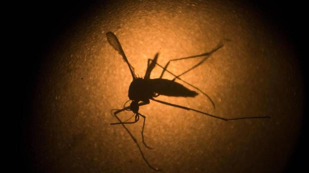 Un mosquito Aedes aegypti que transmite el virus del zika.