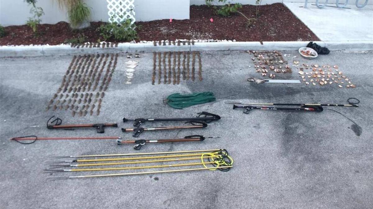 Arpones, muelas de cangrejo y algunas de las 320 colas de langostas decomisadas a siete hombres el domingo.