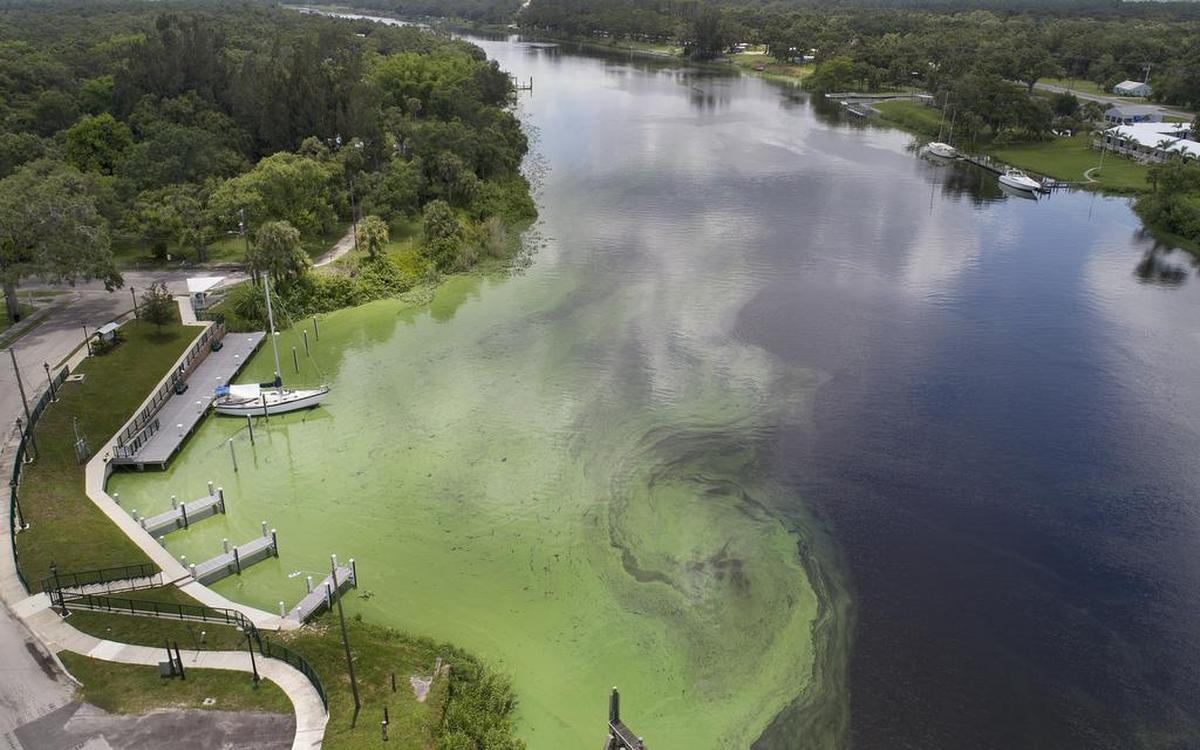 Algae piles up along the banks of the Caloosahatchee River in June 2018.