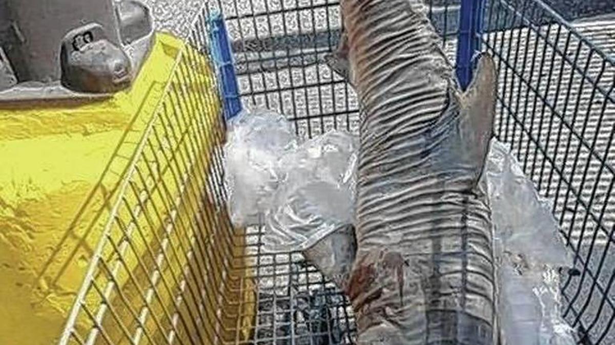 El tiburón de 4 o 5 pies fue hallado sin vida en un carro de supermercado de Walmart.